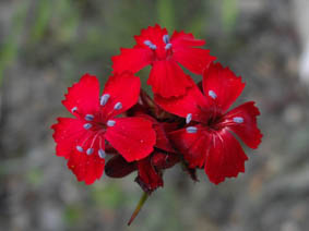 Dianthus ferrugineus